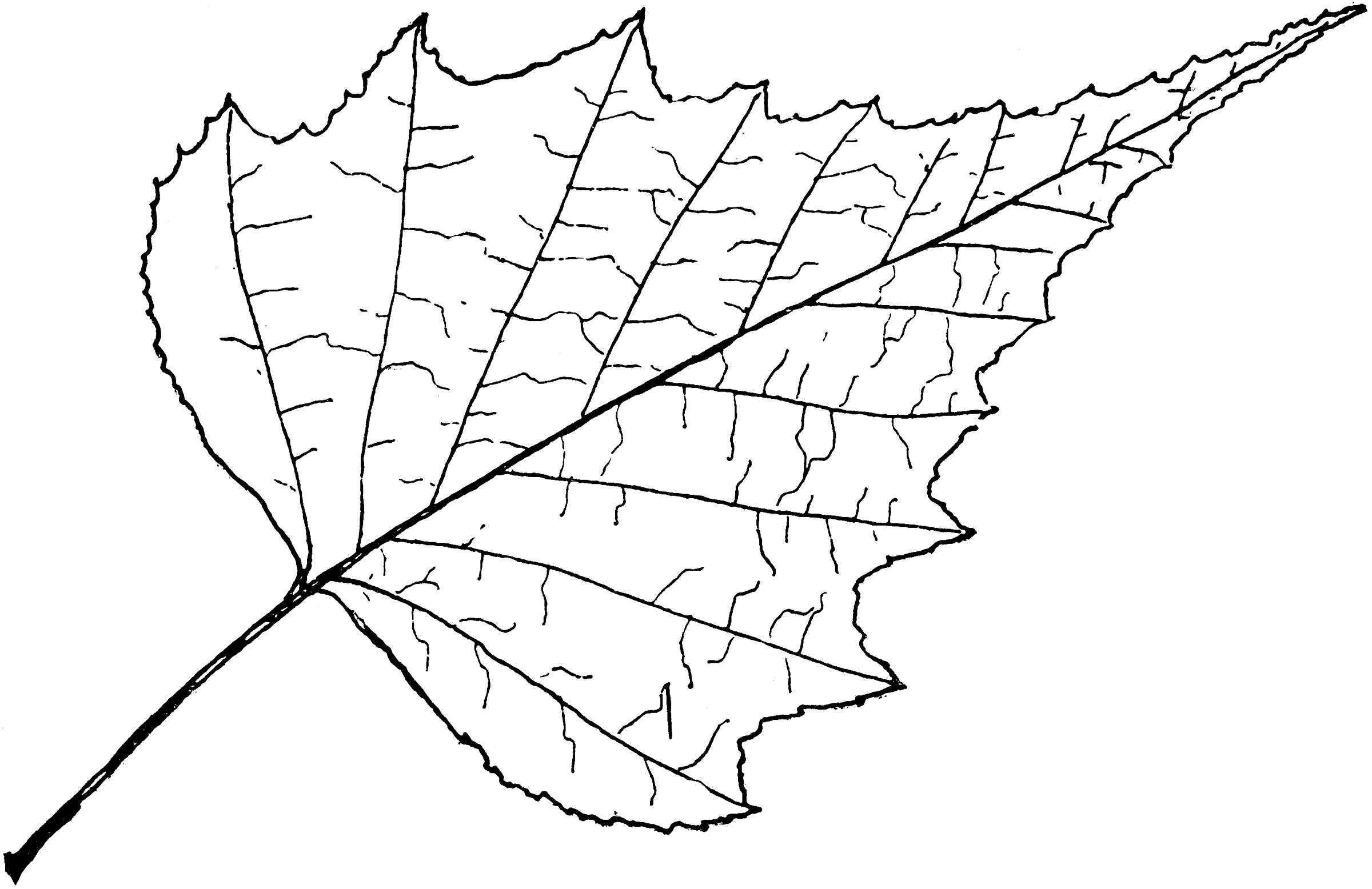 Genus Betula, L. (Birch) ClipArt ETC