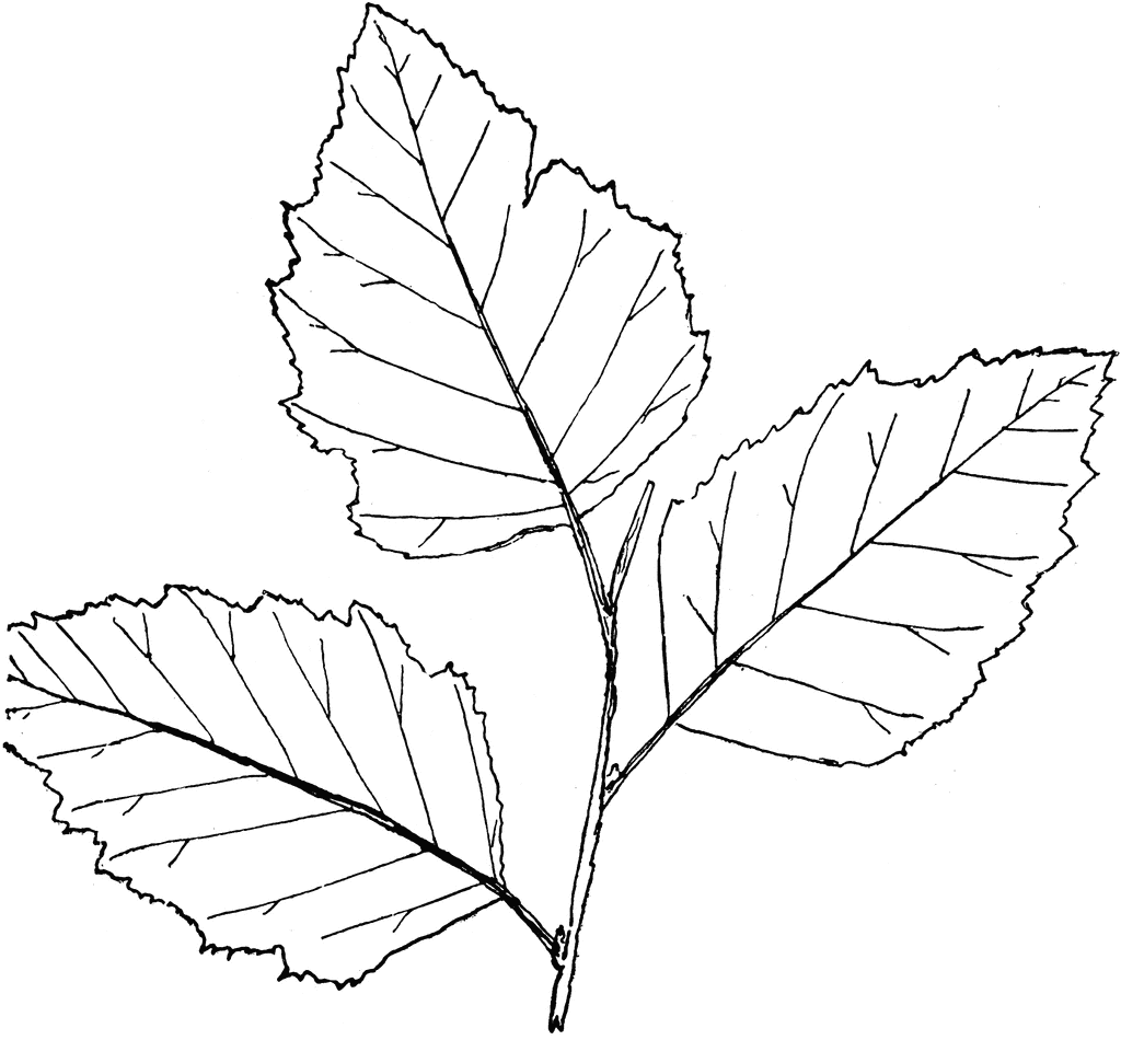 free clip art leaf shape - photo #49
