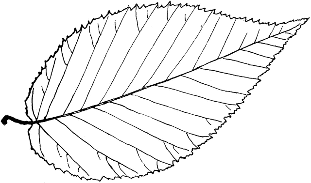 Genus Betula, L. (Birch) ClipArt ETC