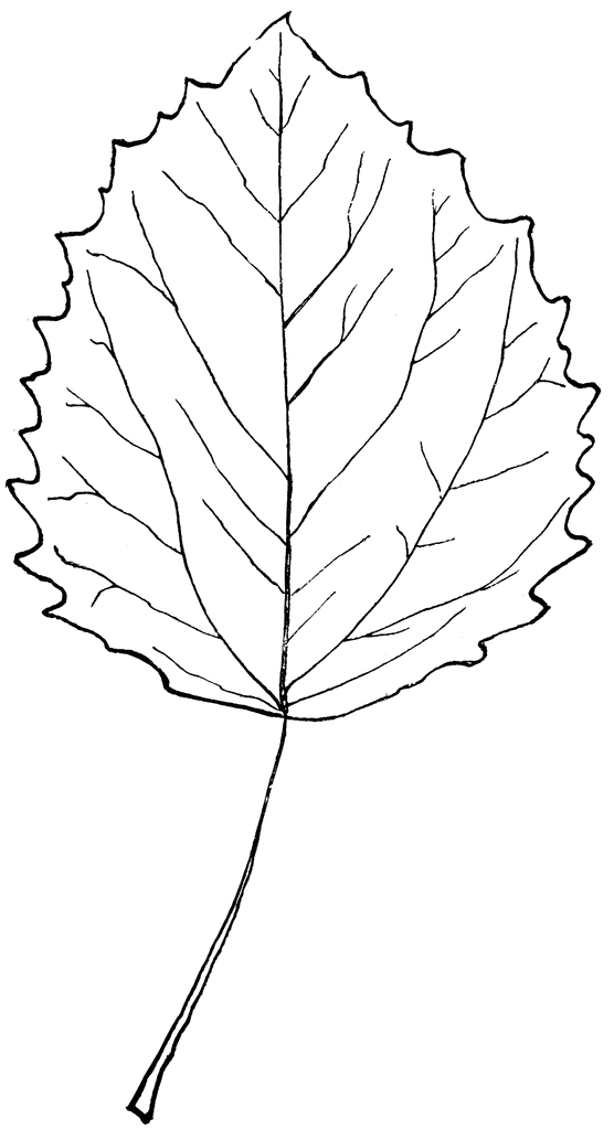 Aspen Leaves Clip Art – Cliparts