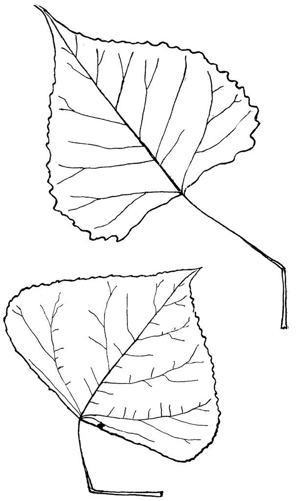 Genus Populus, L. (Aspen, Poplar) | ClipArt ETC