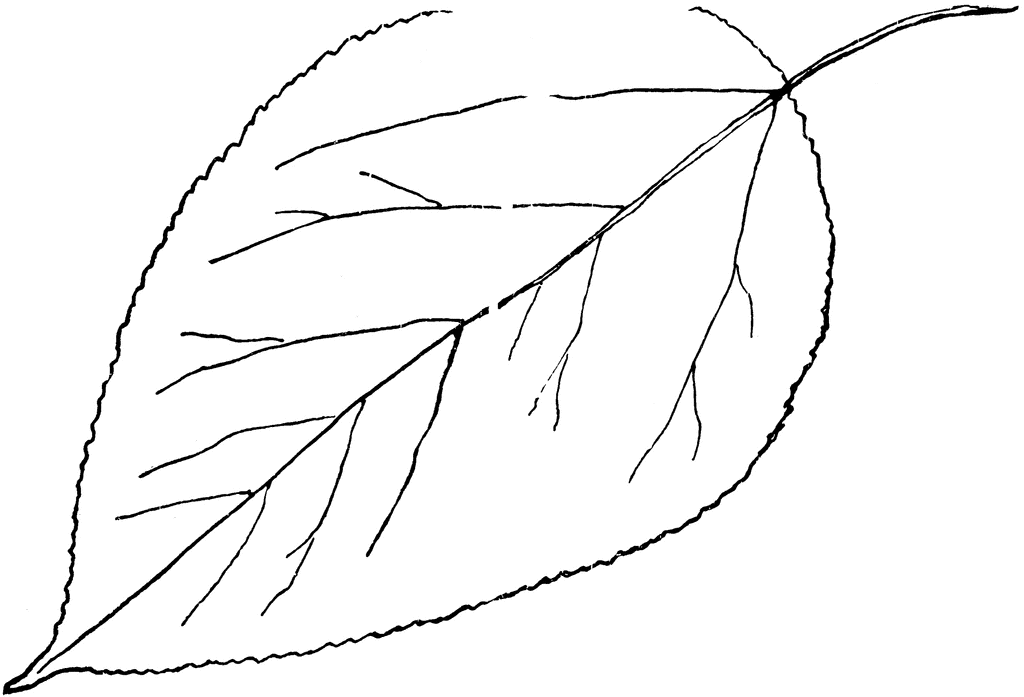 clip art leaves to color - photo #44