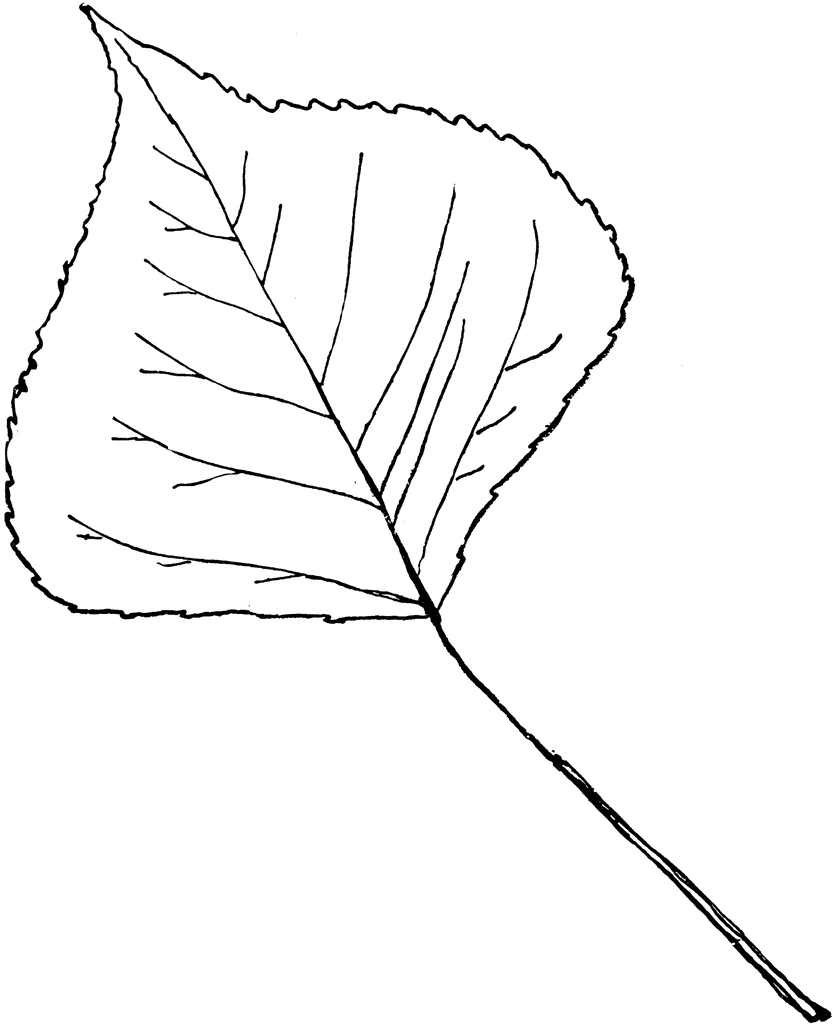 Genus Populus, L. (Aspen, Poplar) | ClipArt ETC