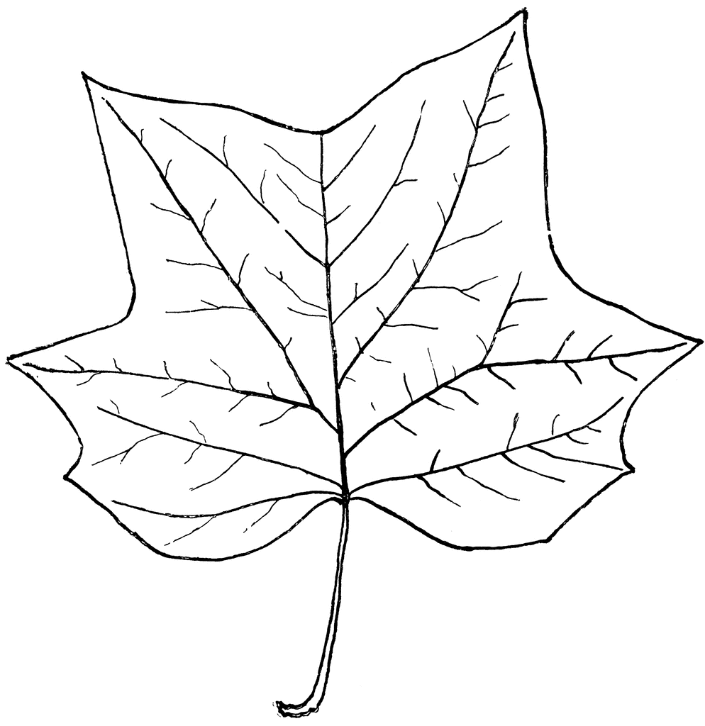Genus Liriodendron, L. (Tulip Tree) | ClipArt ETC