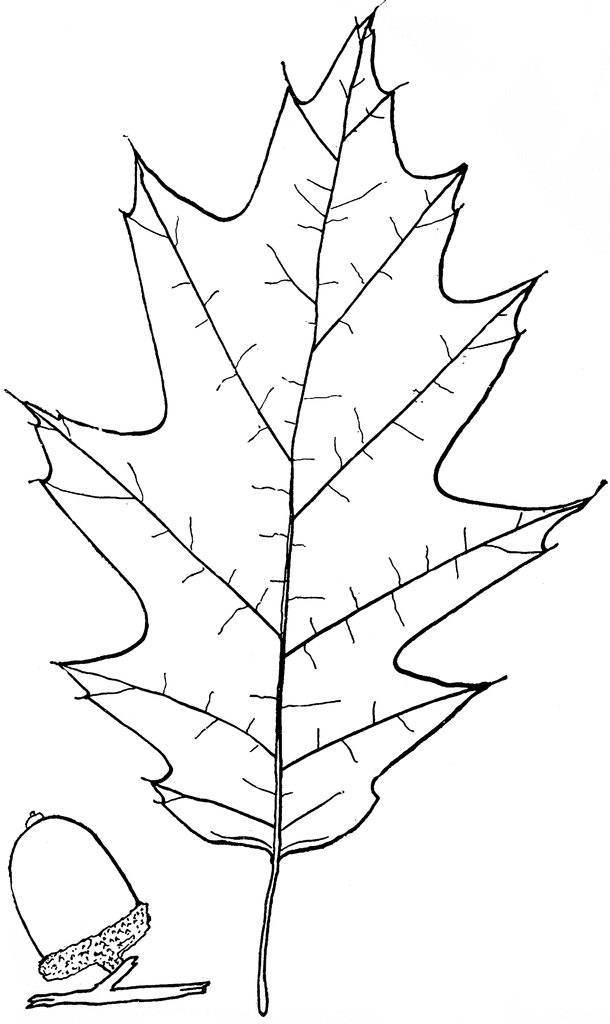 clip art oak leaf outline - photo #13