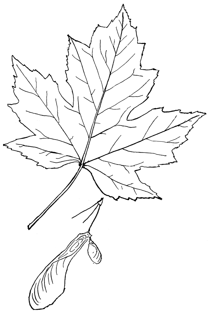 Maple Clipart