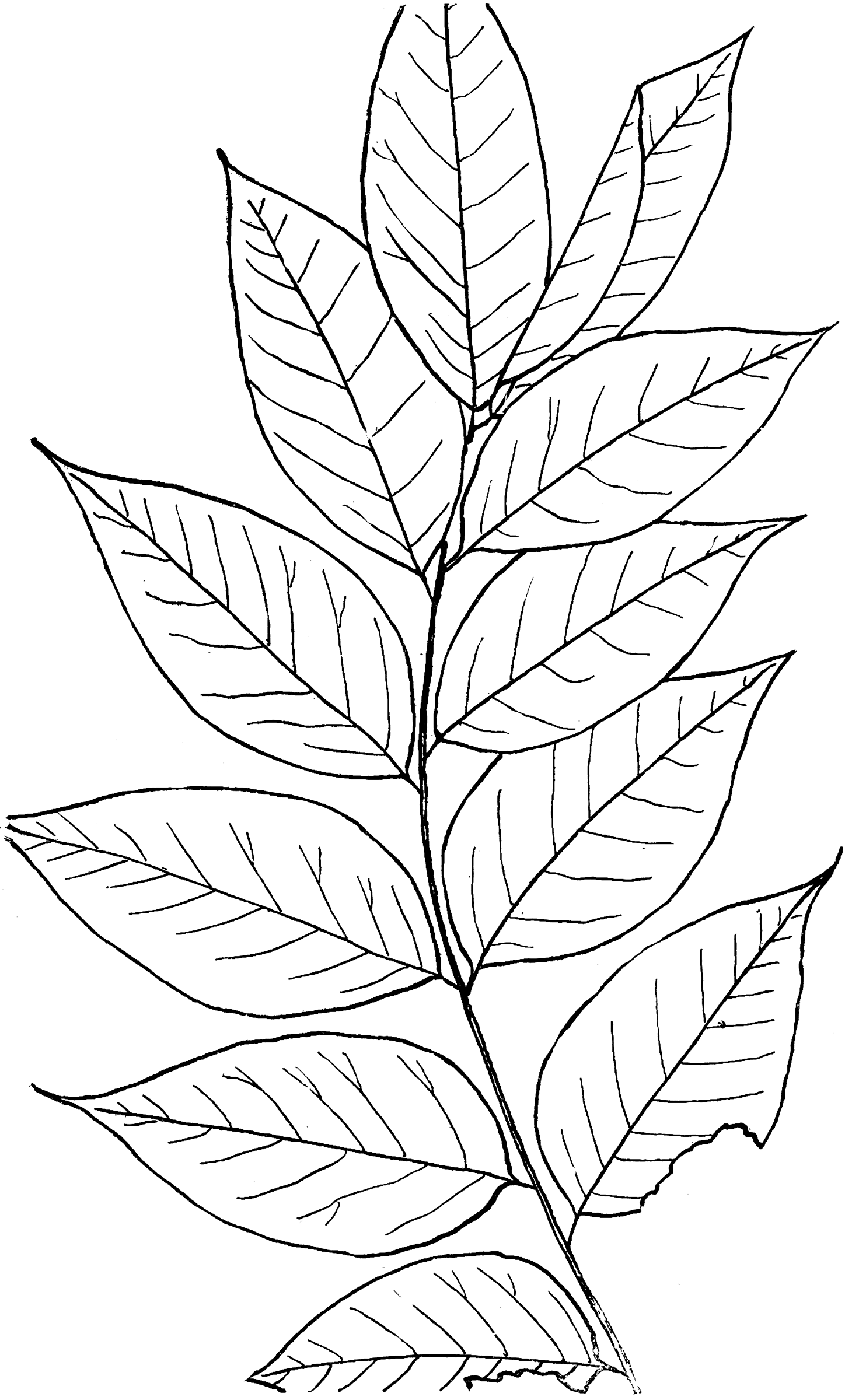 Genus Gymnocladus, Lam. (Coffee Tree) | ClipArt ETC