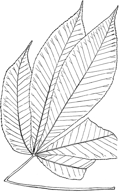 clip art buckeye leaf - photo #45