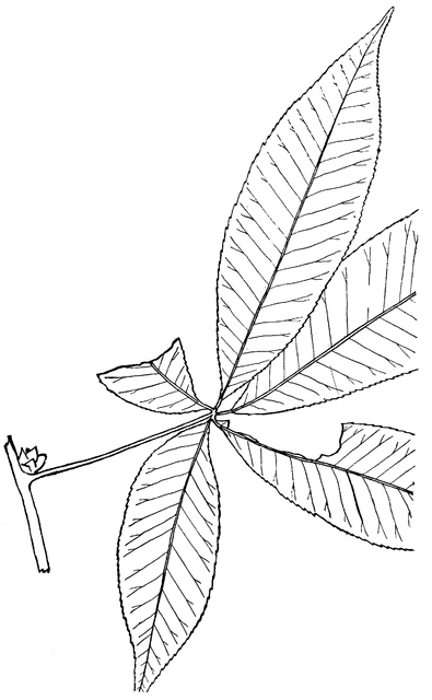 clip art buckeye leaf - photo #9