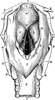 Larynx
