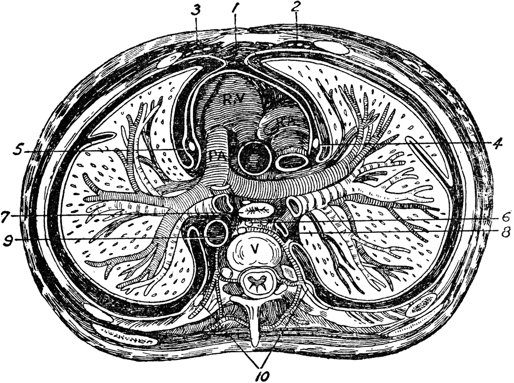 Transverse Section of the Thorax | ClipArt ETC