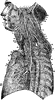 The Ninths, Tenth, and Eleventh Cranial Nerves