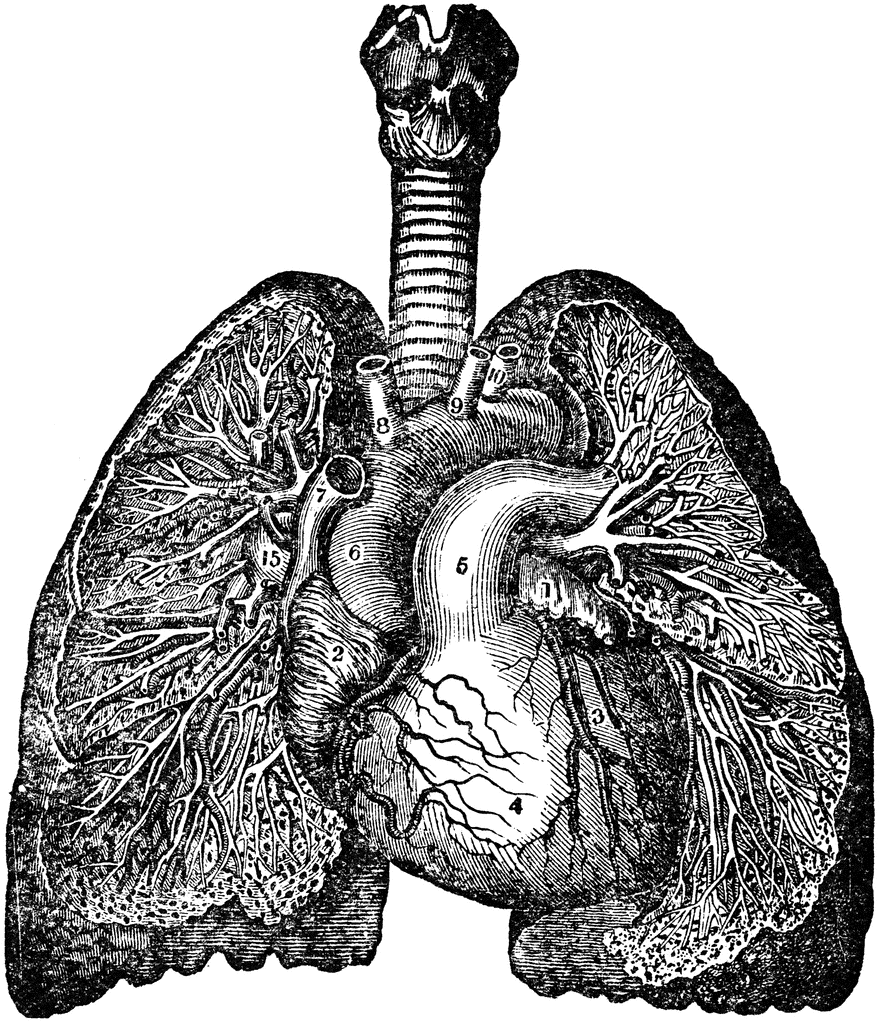 Bronchia and Veins of the Lungs | ClipArt ETC