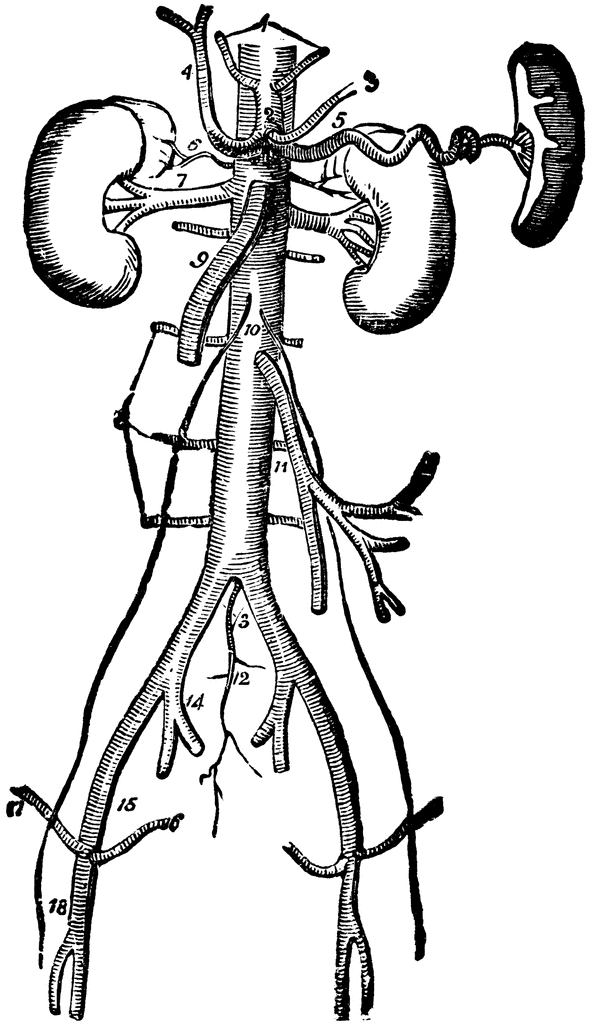 Another vascular system of the body is the lymph system. Major Arteries 