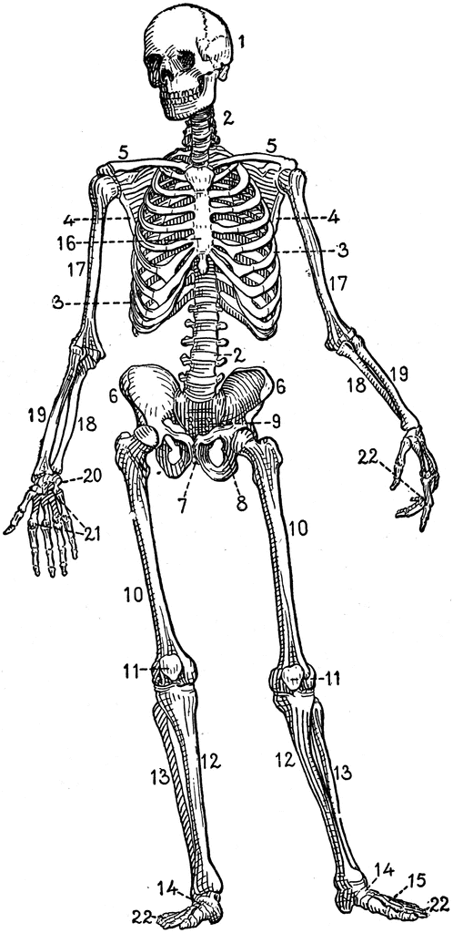 clip art human skeleton - photo #7