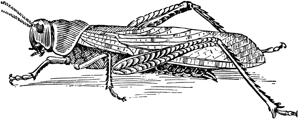 Clip Art Grasshopper. To use any of the clipart