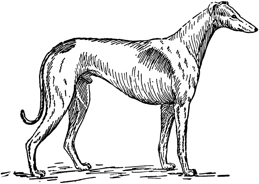 greyhound dog clipart - photo #7