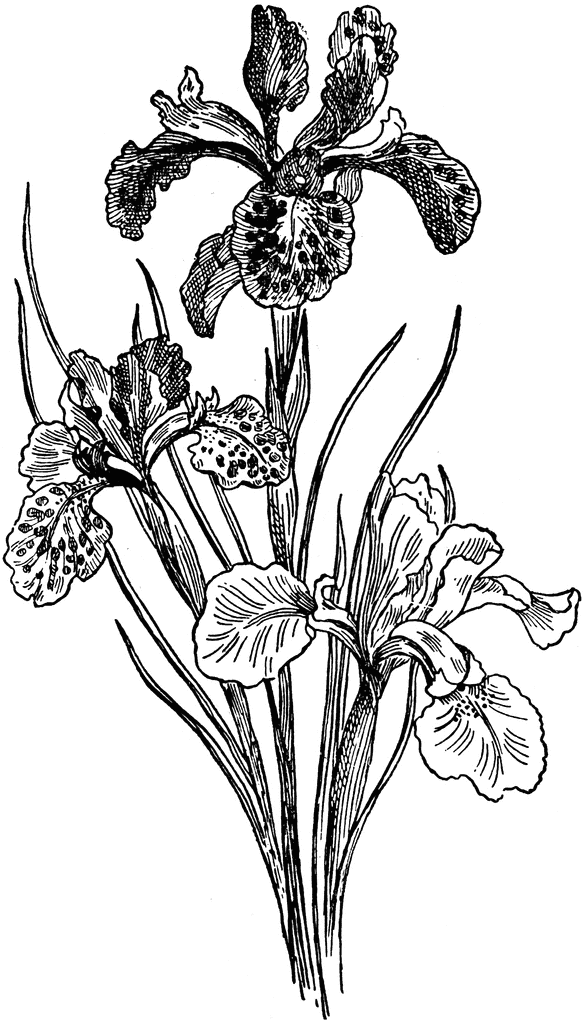 clipart iris flower - photo #46