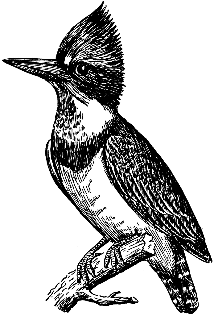 kingfisher clipart - photo #22