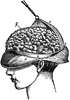 Brain Hemispheres and Spinal Cord