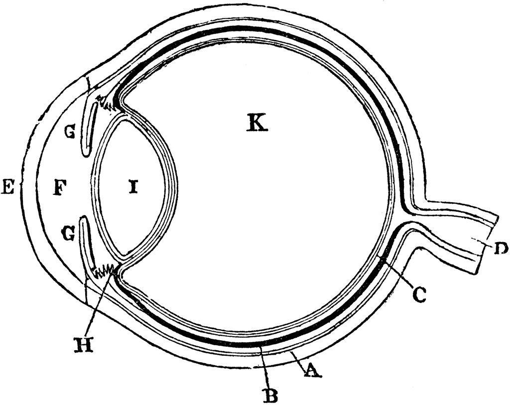 Diagram of the Eye Clipart