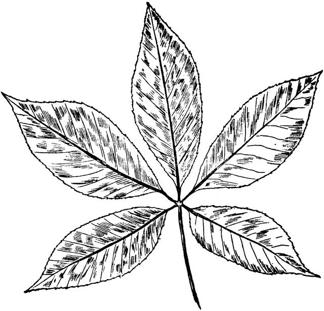 clip art buckeye leaf - photo #3