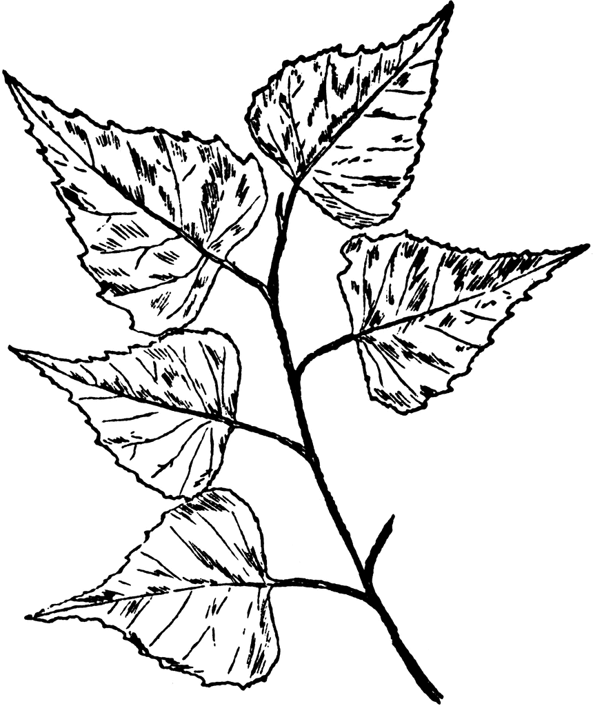 Birch Tree Leaf Template Sketch Coloring Page