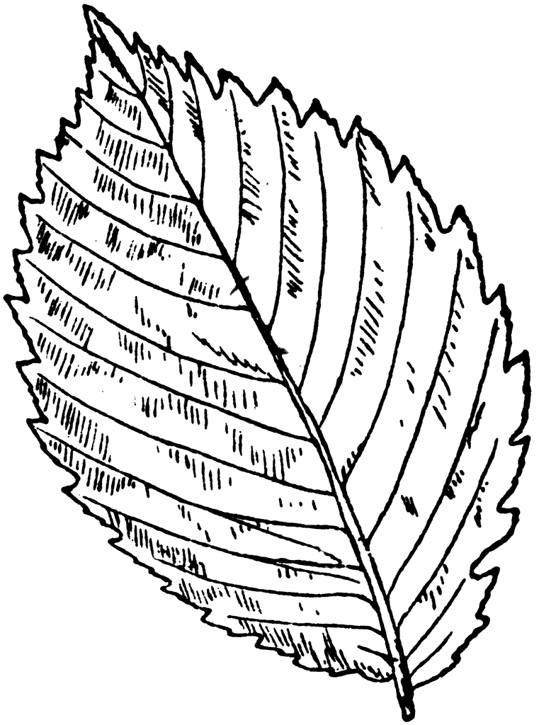 American Elm Leaf. To use any of the clipart images above (including the 