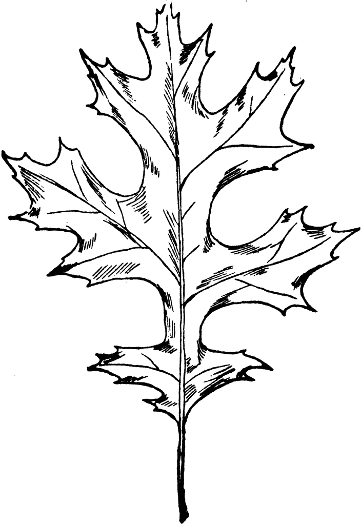 clip art oak leaf outline - photo #36