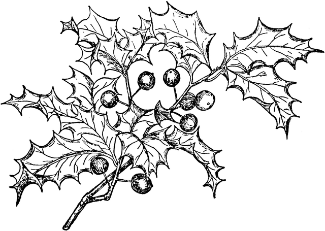 clip art holly leaves black and white - photo #26