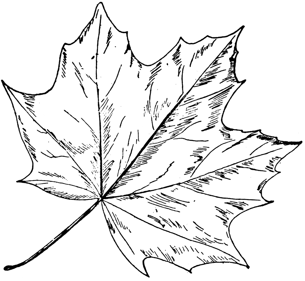 types of leaf
