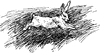 One Rabbit