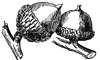 Spanish Oak Acorn