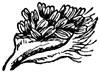 Balsam Flower