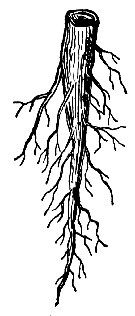 Tap Root | ClipArt ETC