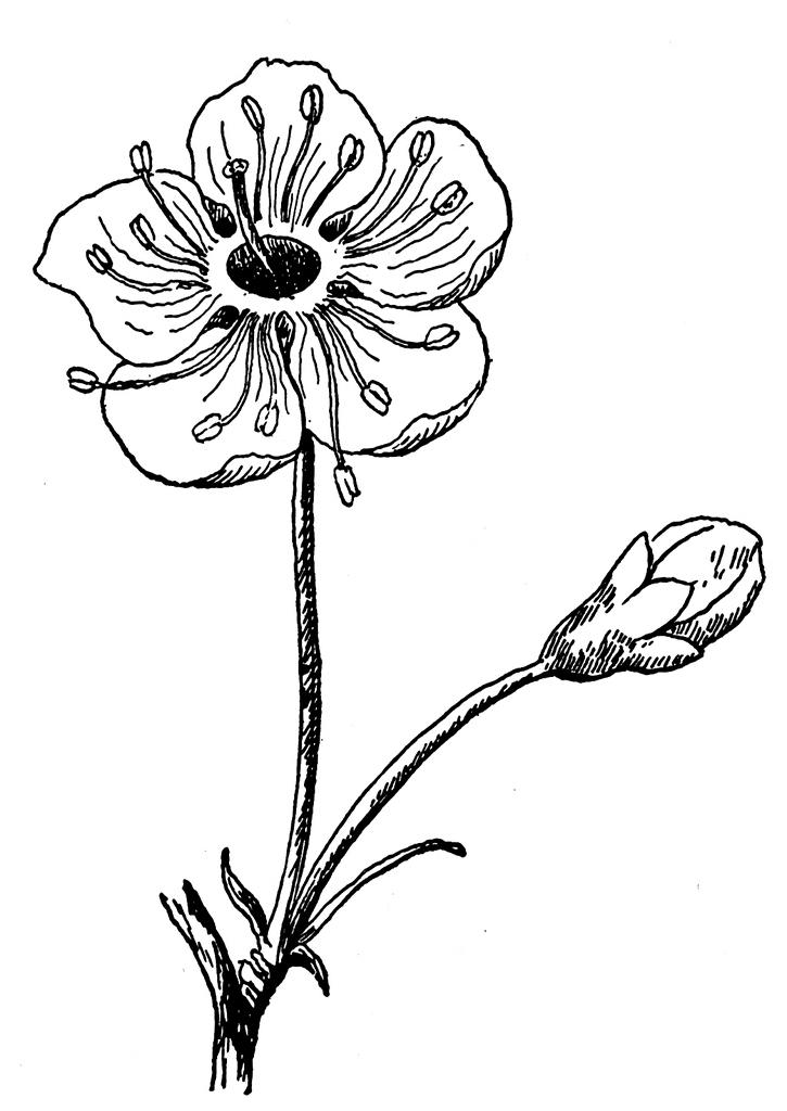 flower clip art images. To use any of the clipart