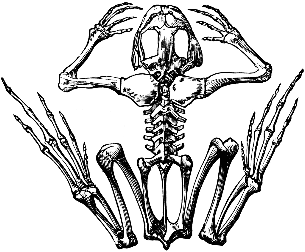 Frog Skeleton ClipArt ETC