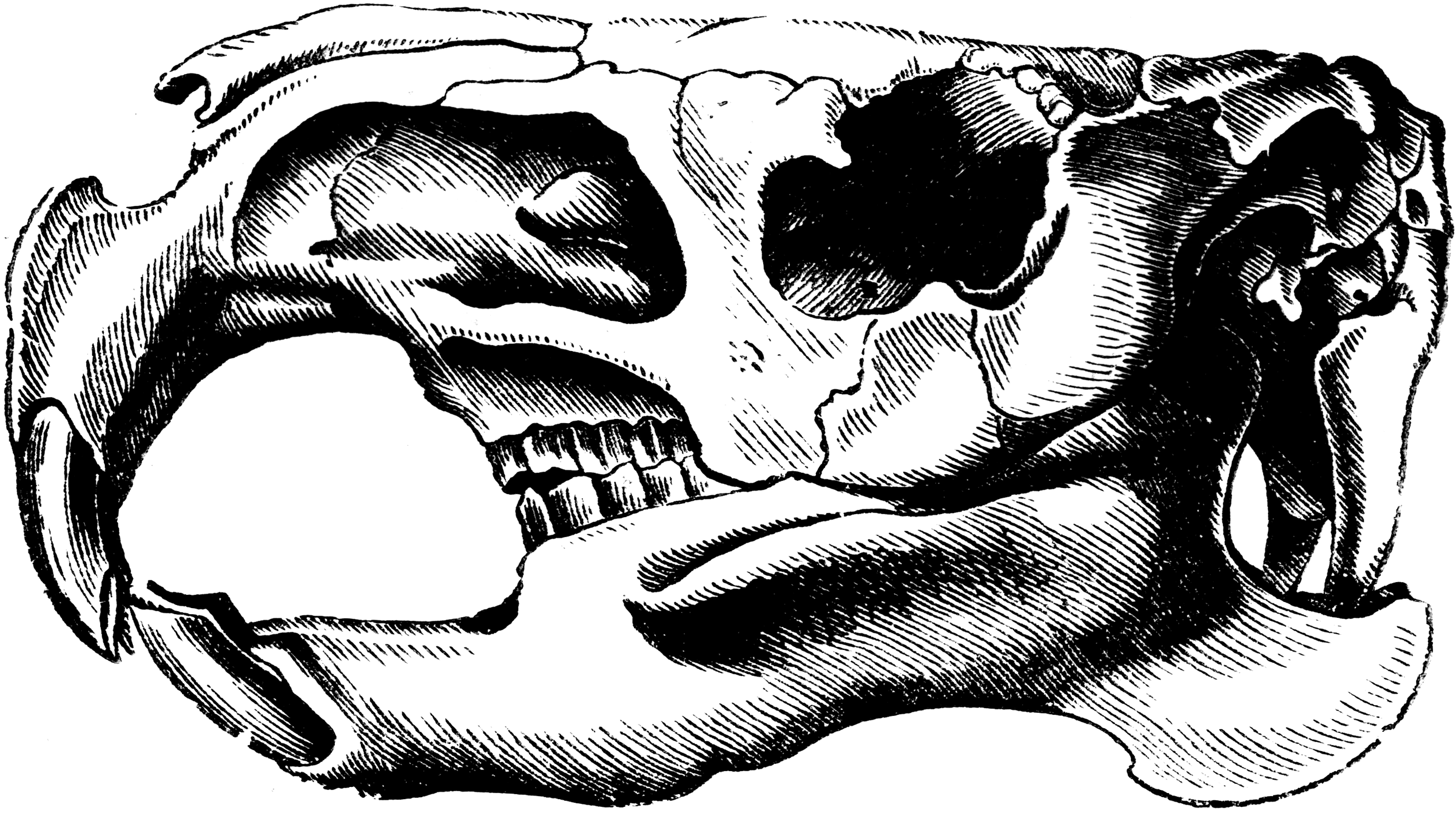 Beaver Skull | ClipArt ETC