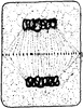 Plant Cell Division 8