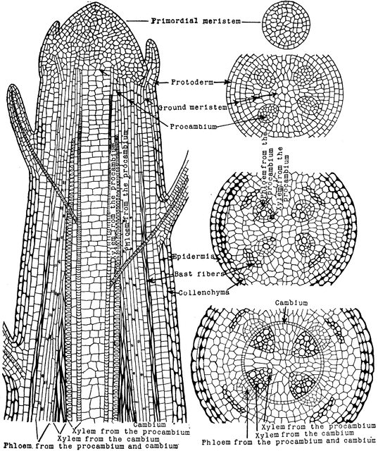 Plant Tissues | ClipArt ETC