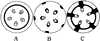 Bast Fibers