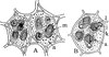 Aleurone Grains