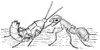 Ant Guest