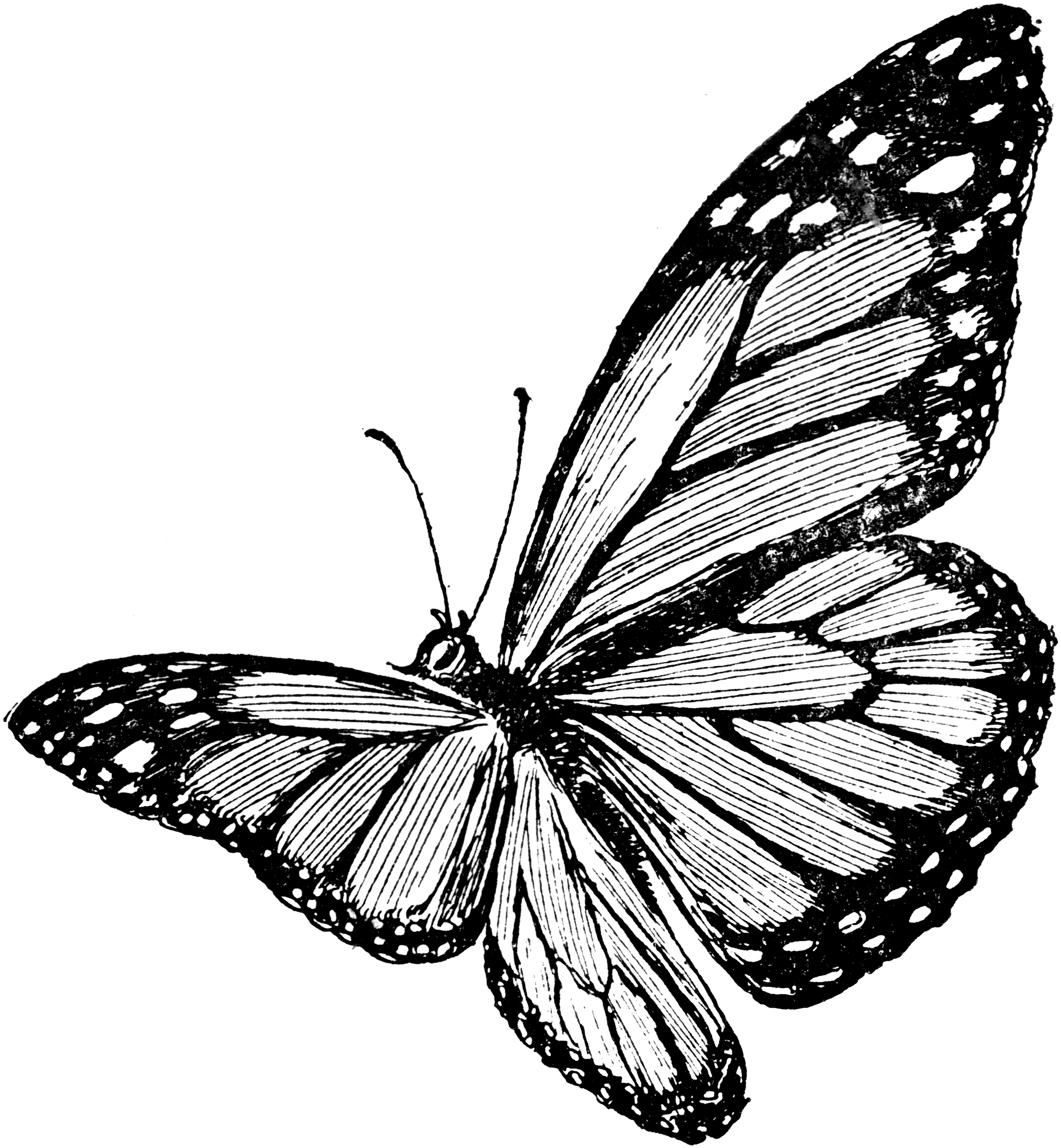 A. Plexippus Butterfly | ClipArt ETC