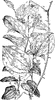 S. Herbacea and S. Rotundifolia