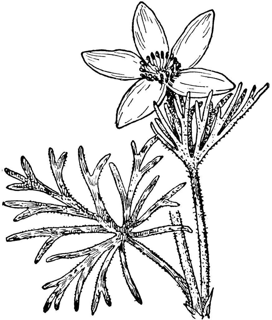 Pasque Flower | ClipArt ETC