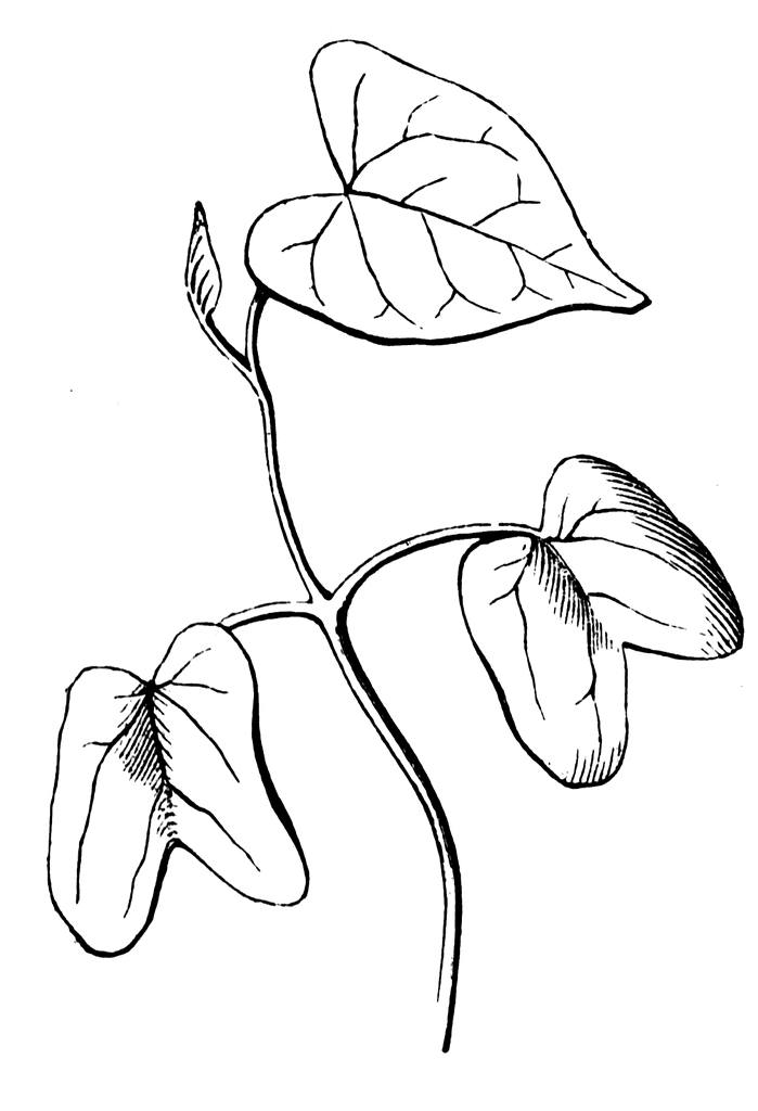 seedling clip art. To use any of the clipart