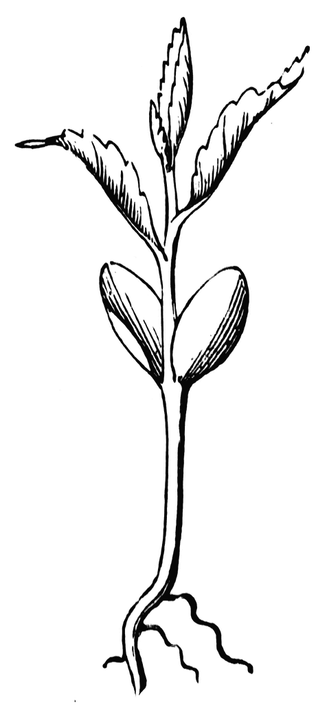 Seedling. To use any of the clipart images above (including the thumbnail 