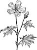 Purple Poppy-Mallow