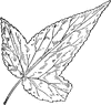 Halberd-Leaved Rose-Mallow